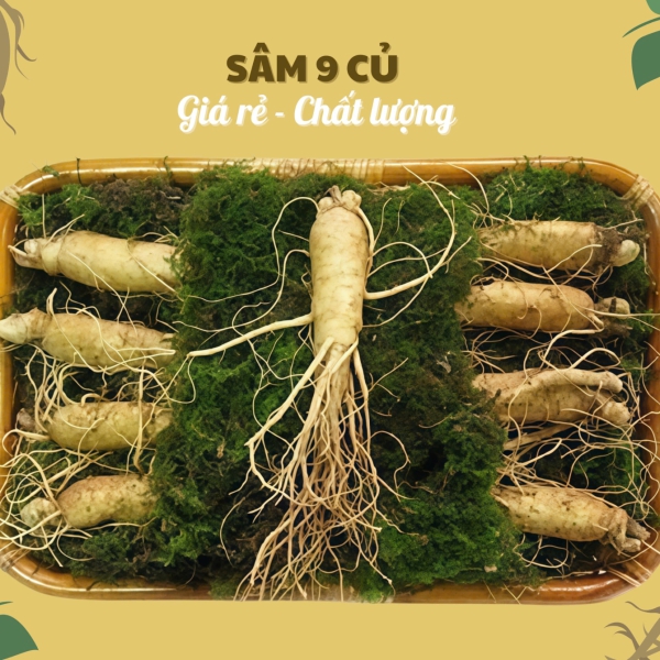 Nhân Sâm Củ Tươi Hàn Quốc Loại 9 Củ/Kg: Lựa Chọn Kinh Tế Số 1 Cho Gia Đình
