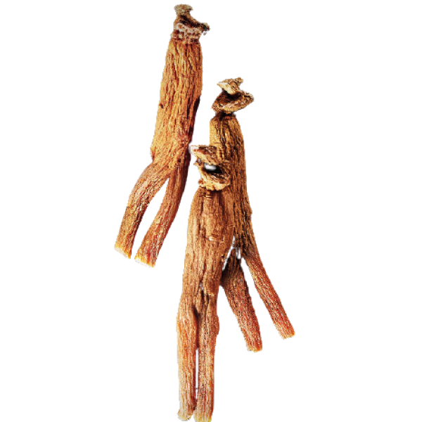 Lương sâm KGC Cheong Kwan Jang 75g (6 củ)