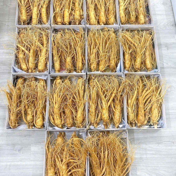 Nhân Sâm Củ Tươi Hàn Quốc Loại 10 Củ/Kg: Giải Pháp Dinh Dưỡng Hàng Ngày Siêu Tiết Kiệm
