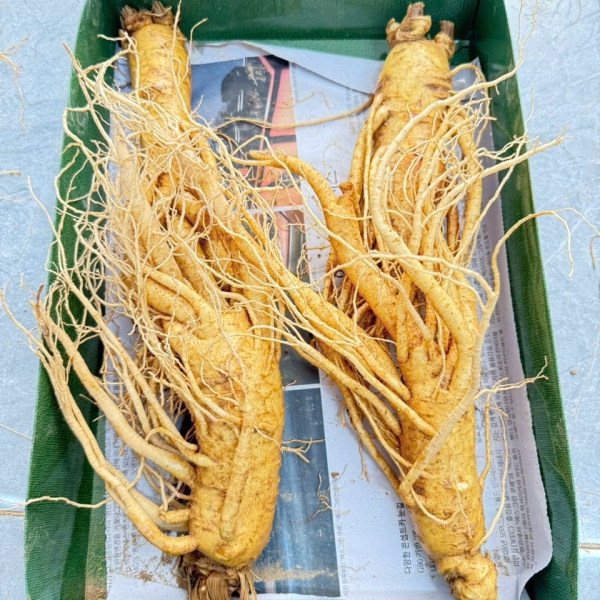 nhan-sam-cu-tuoi-han-quoc-4-cu