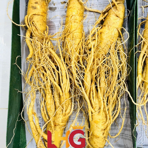 Nhân Sâm Củ Tươi Hàn Quốc 2-10 Củ: Tuyển Chọn Cực Phẩm, Giá Sỉ Tốt Nhất