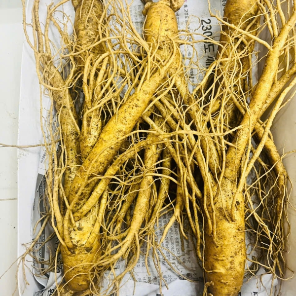 Nhân Sâm Củ Tươi Hàn Quốc Loại 5 Củ/Kg: Giải Pháp Bồi Bổ Tối Ưu Cho Gia Đình
