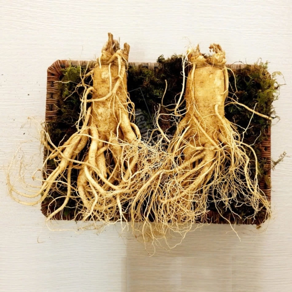 Nhân Sâm Củ Tươi Hàn Quốc Loại 2 Củ/Kg: Thượng Phẩm Bồi Bổ Nhập Khẩu Tươi Mới Mỗi Ngày