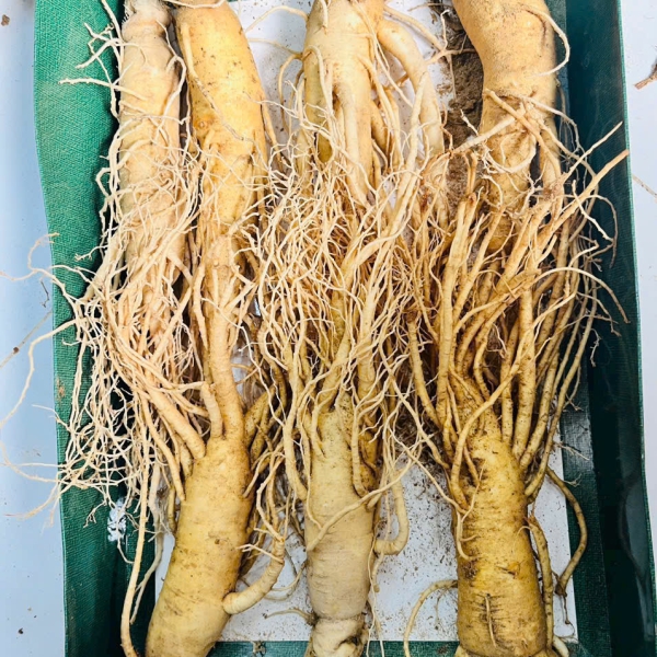 Nhân Sâm Củ Tươi Hàn Quốc Loại 7 Củ/Kg: Giải Pháp Dinh Dưỡng Tiết Kiệm Từng Ngày
