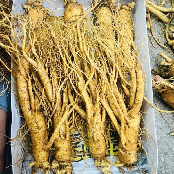 Nhân Sâm Củ Tươi Hàn Quốc Loại 8 Củ/Kg: Giải Pháp Bồi Bổ Tiết Kiệm, Tươi Mới Hàng Ngày