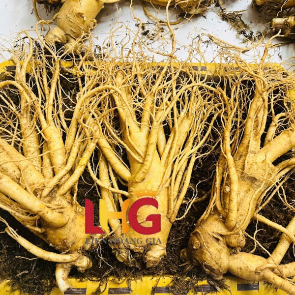 Nhân Sâm Củ Tươi Hàn Quốc 2-10 Củ: Tuyển Chọn Cực Phẩm, Giá Sỉ Tốt Nhất