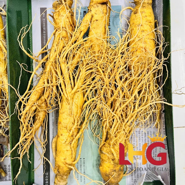 Nhân Sâm Củ Tươi Hàn Quốc 2-10 Củ: Tuyển Chọn Cực Phẩm, Giá Sỉ Tốt Nhất