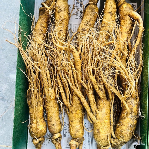 Nhân Sâm Củ Tươi Hàn Quốc Loại 10 Củ/Kg: Giải Pháp Dinh Dưỡng Hàng Ngày Siêu Tiết Kiệm
