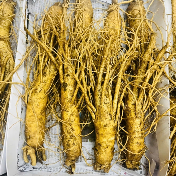 Nhân Sâm Củ Tươi Hàn Quốc Loại 9 Củ/Kg: Lựa Chọn Kinh Tế Số 1 Cho Gia Đình