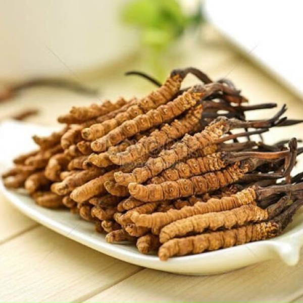 Đông trùng hạ thảo Tây Tạng