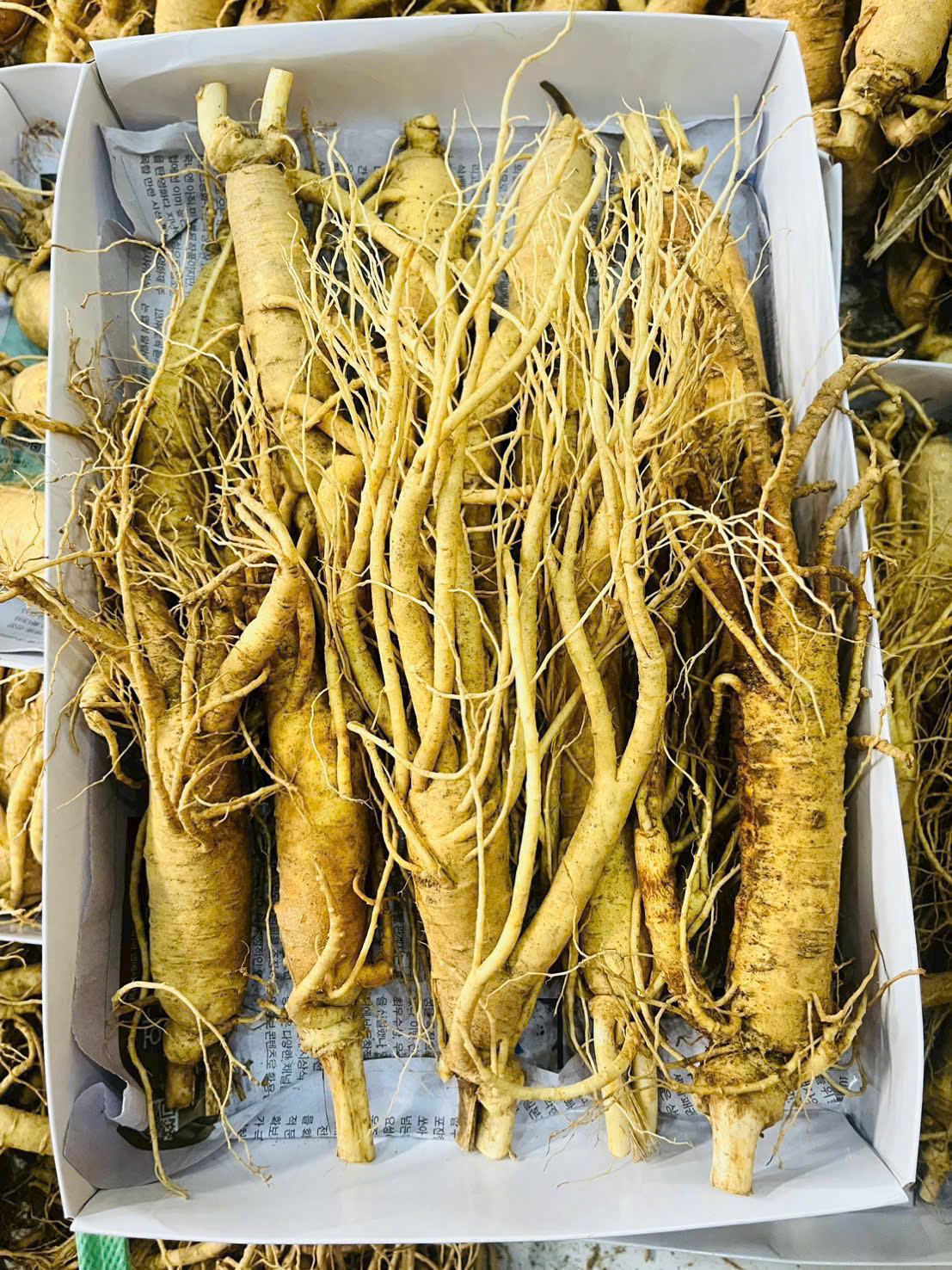 Nhân sâm tươi Hàn Quốc 10 củ/kg, phân khúc phổ thông tươi mới