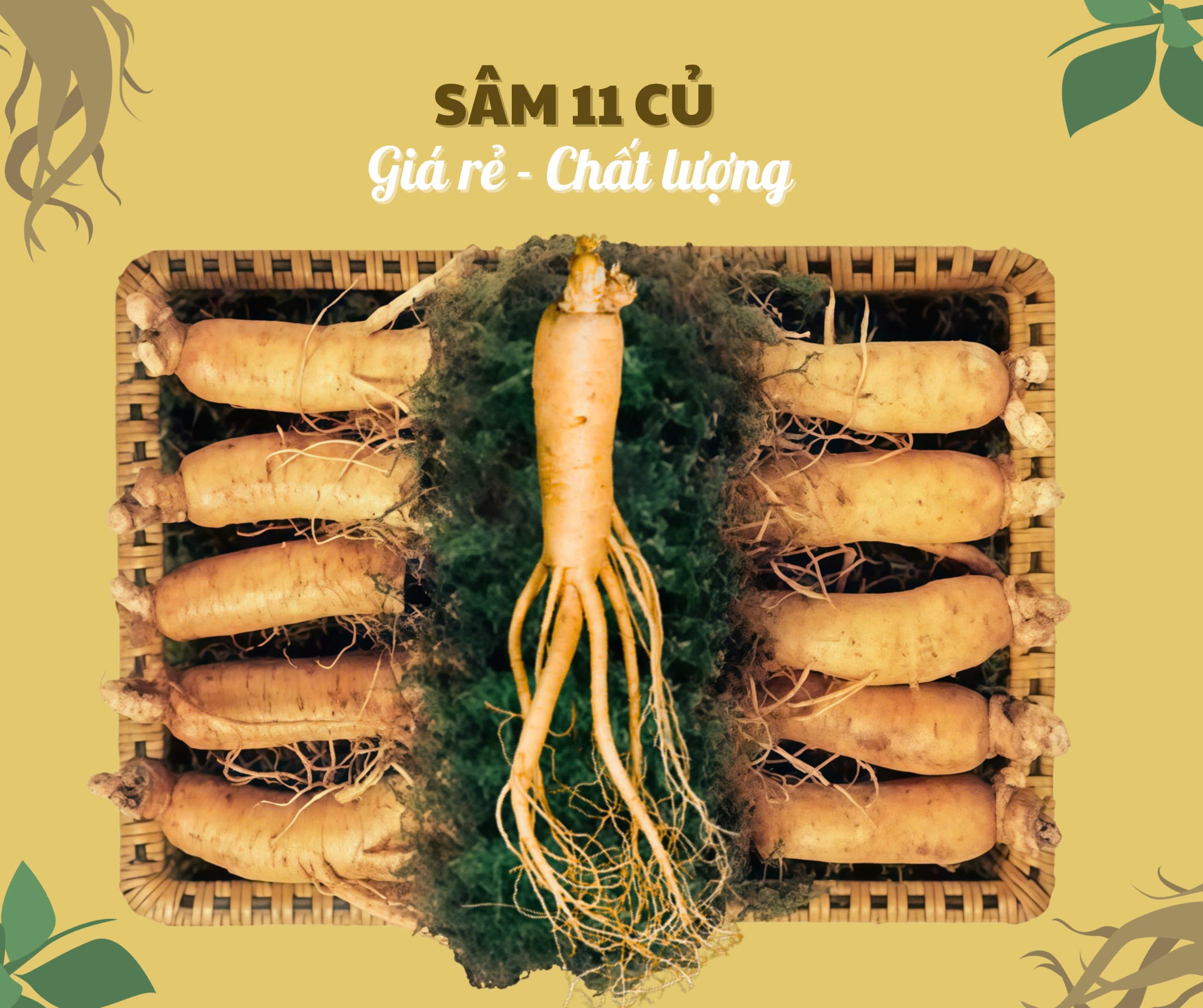 Nhân sâm củ tươi Hàn Quốc loại 11 củ/kg, giá tốt nhất