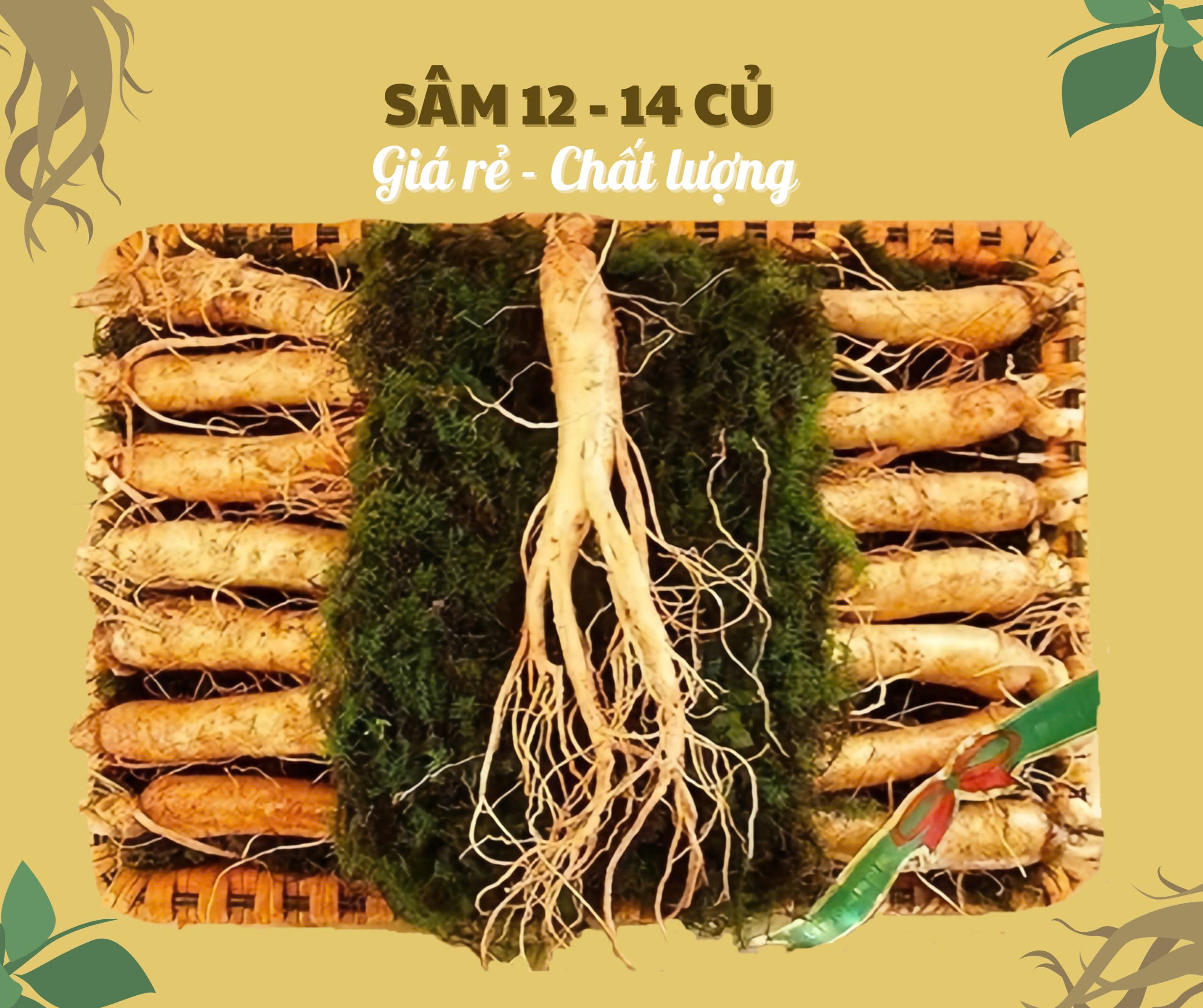 Nhân sâm củ tươi Hàn Quốc loại 12 củ/kg, giá thành thấp nhất