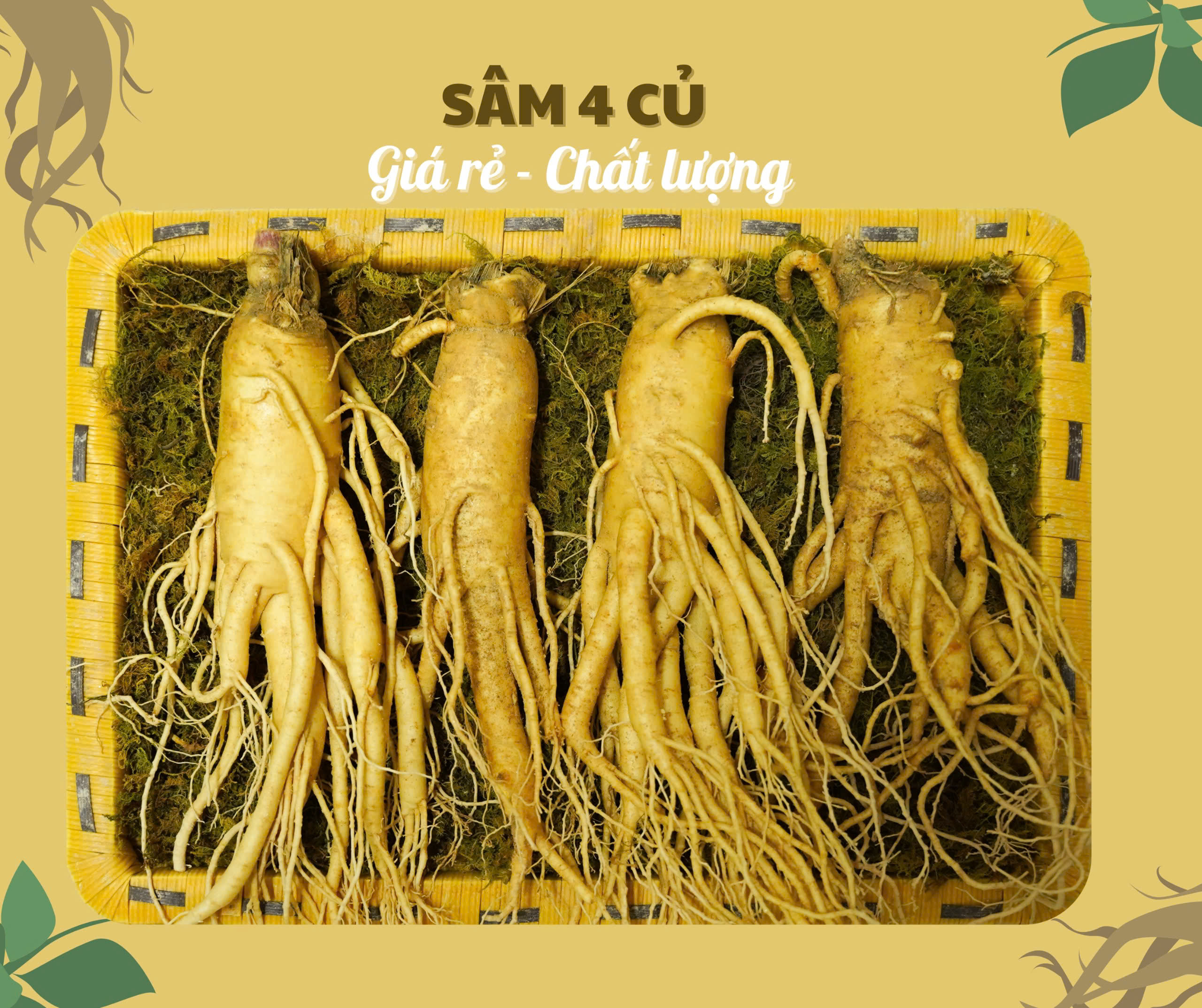 Nhân sâm củ tươi Hàn Quốc loại 4 củ/kg, giá cả phải chăng