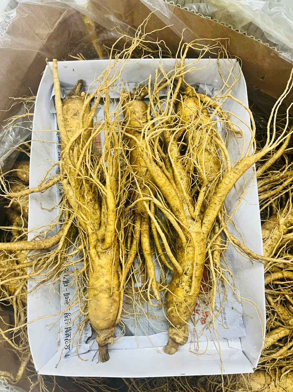 Cận cảnh củ nhân sâm 6 năm tuổi Hàn Quốc loại 5 củ