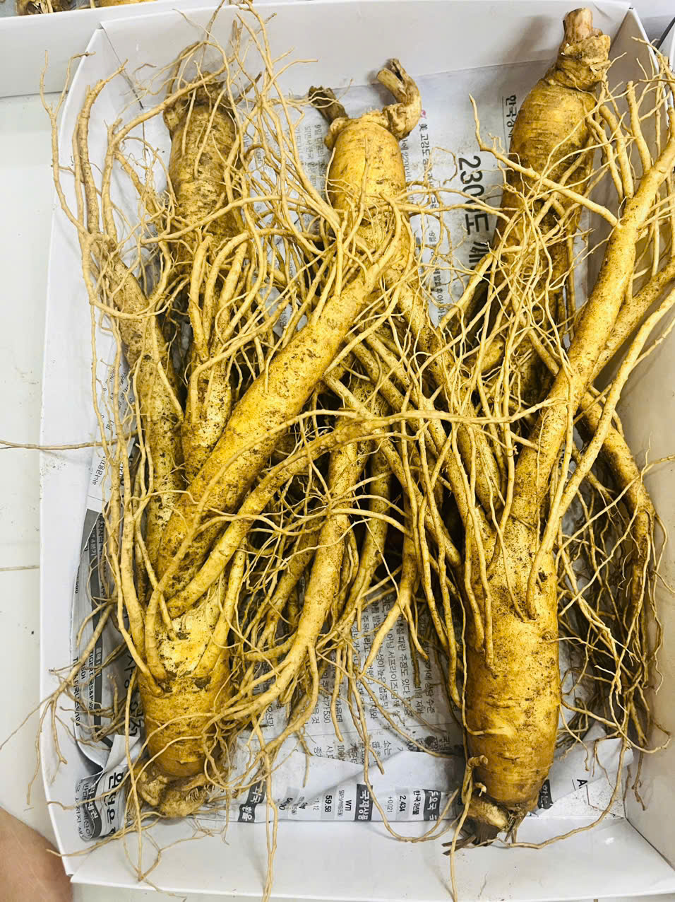 Hộp nhân sâm tươi 5 củ/kg ngâm mật ong tại nhà