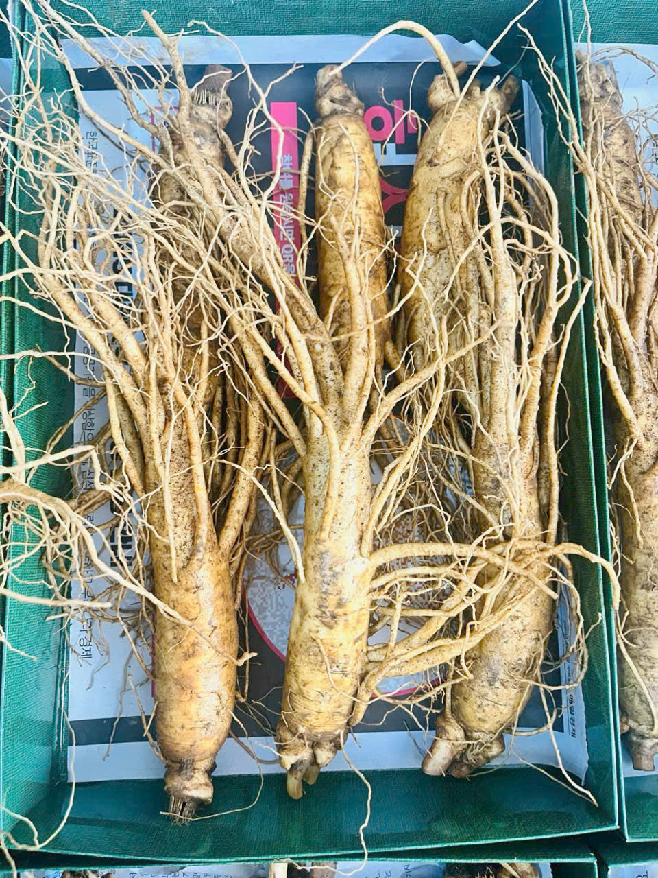 Nhân sâm tươi Hàn Quốc 7 củ/kg, hàng nhập khẩu tươi mới giá rẻ