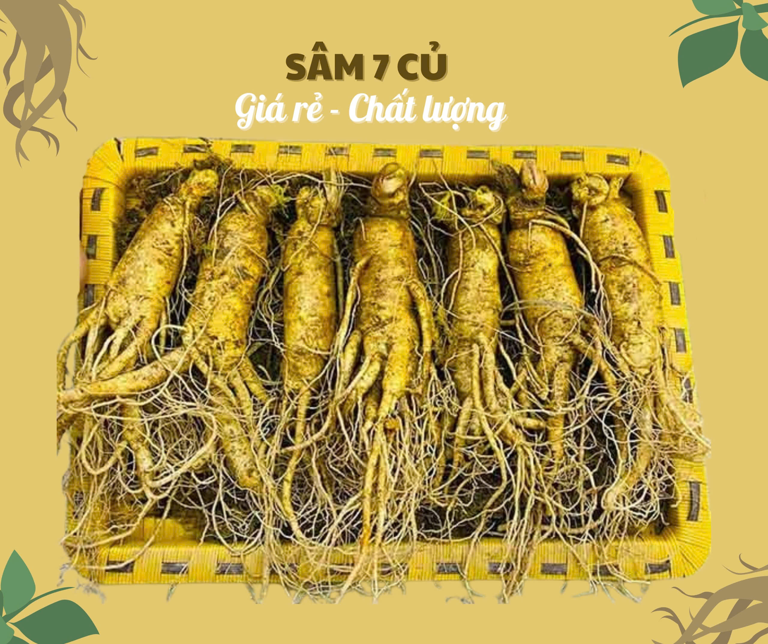 Nhân sâm củ tươi Hàn Quốc loại 7 củ/kg, ưu đãi giá tốt