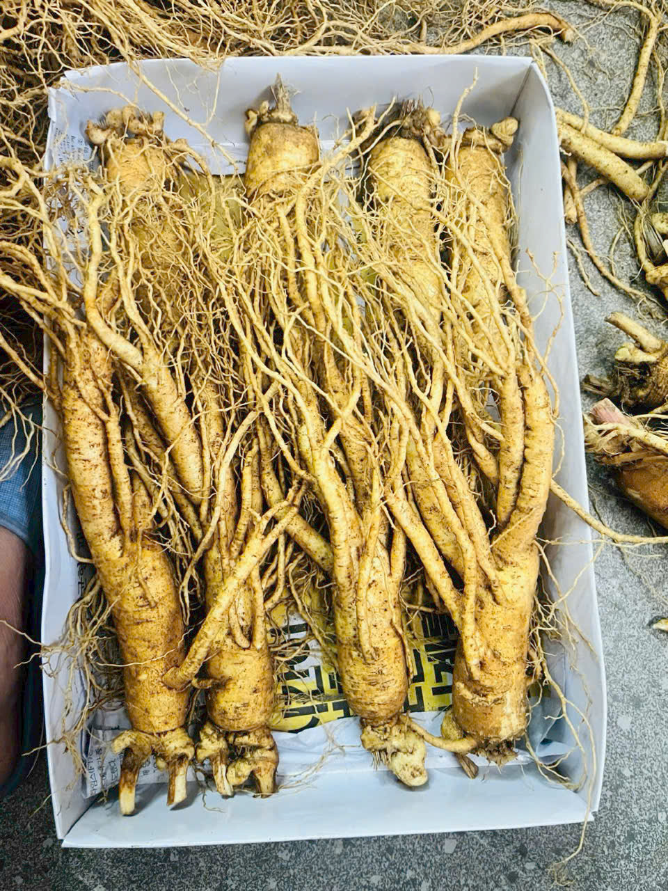 Hộp sâm tươi 8 củ/kg ngâm mật ong cho gia đình