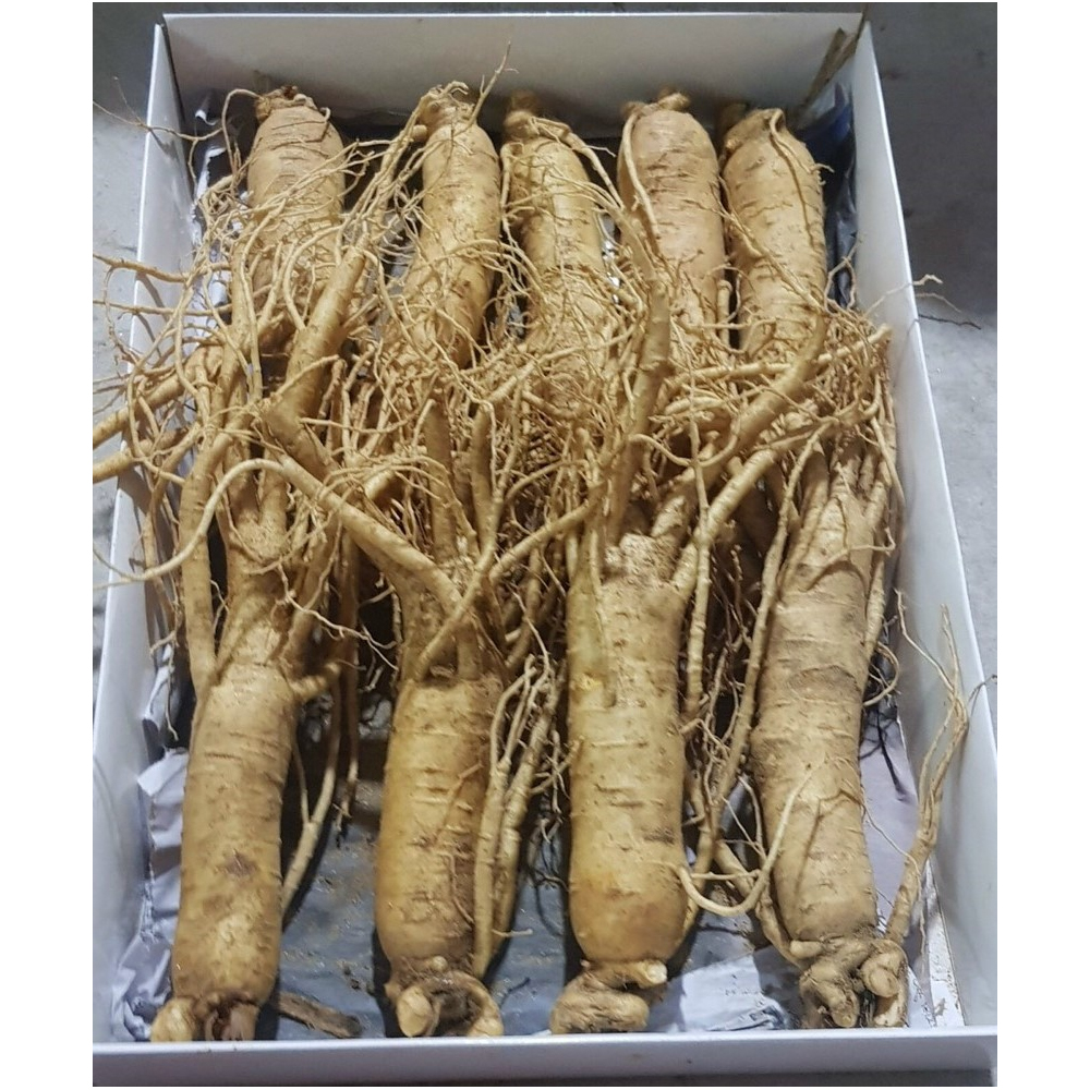 Cận cảnh củ nhân sâm 6 năm tuổi Hàn Quốc loại 9 củ