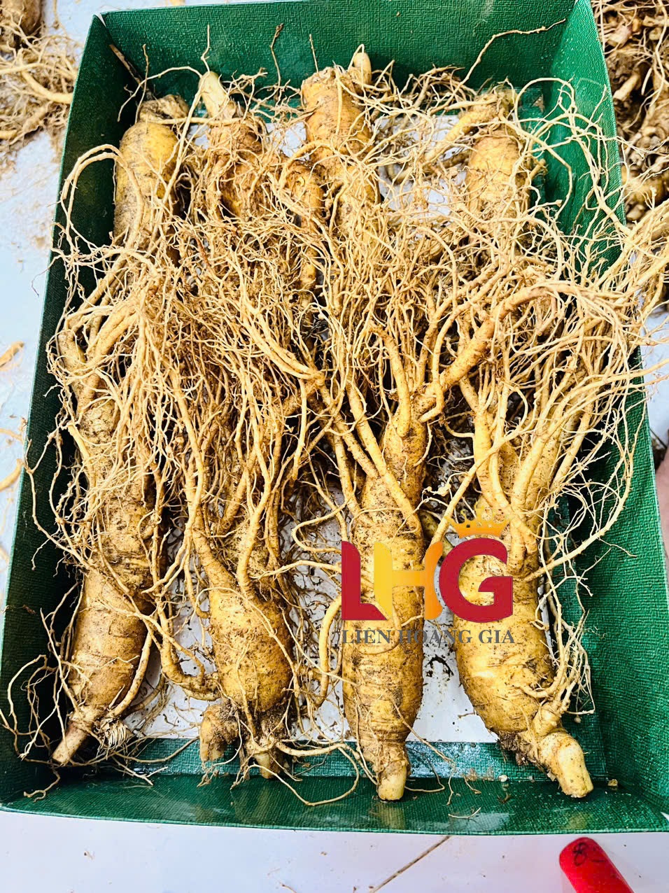 Nhân sâm tươi Hàn Quốc hãm trà thanh mát, giải nhiệt