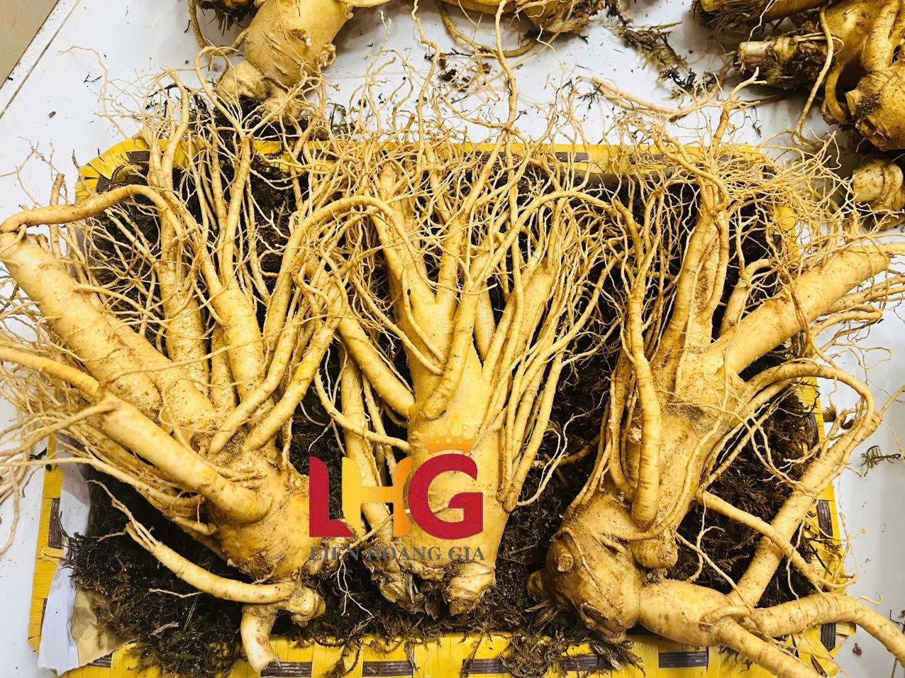 Củ nhân sâm tươi Hàn Quốc loại 3 củ/kg, rễ nhánh đẹp, chuẩn ngâm rượu