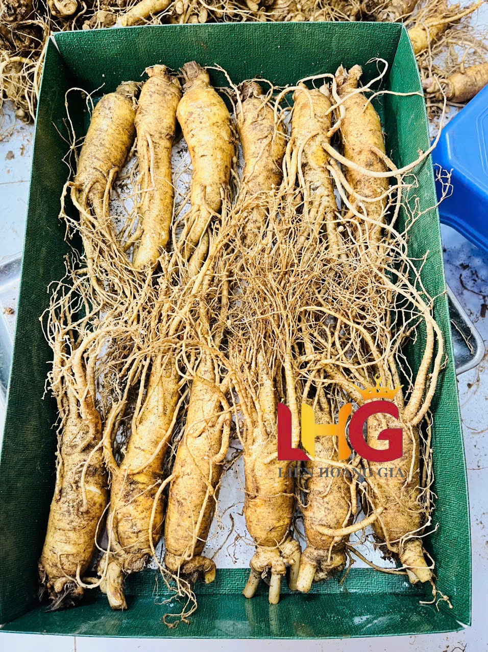 Hình ảnh nhân sâm tươi vừa được nhập khẩu, xếp trong thùng xốp