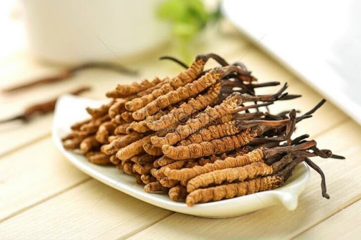 Đông trùng hạ thảo nguyên con Tây Tạng hộp gỗ 50g chính hãng