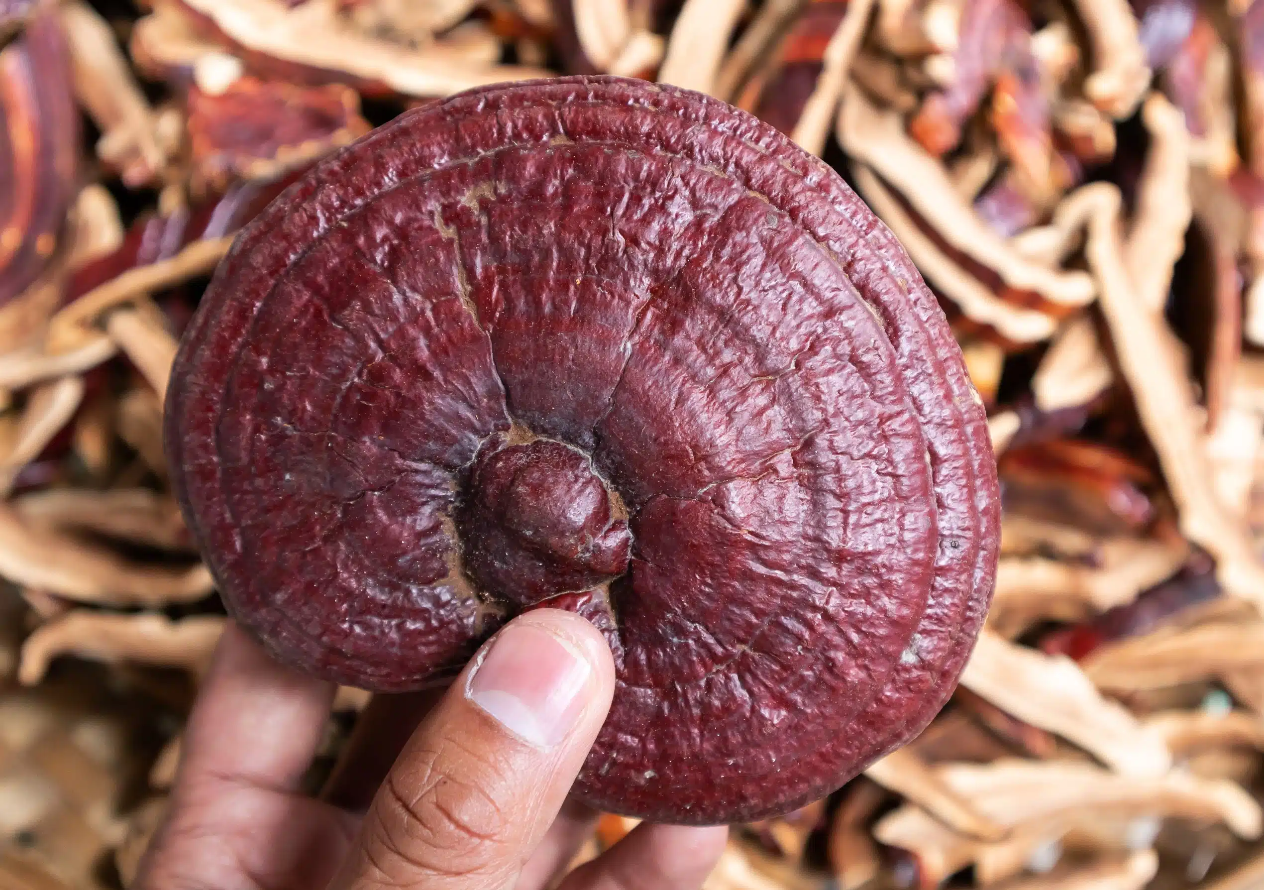 Nấm Linh Chi Đỏ Korean Youngji Mushroom bịch 1kg làm quà biếu sức khỏe