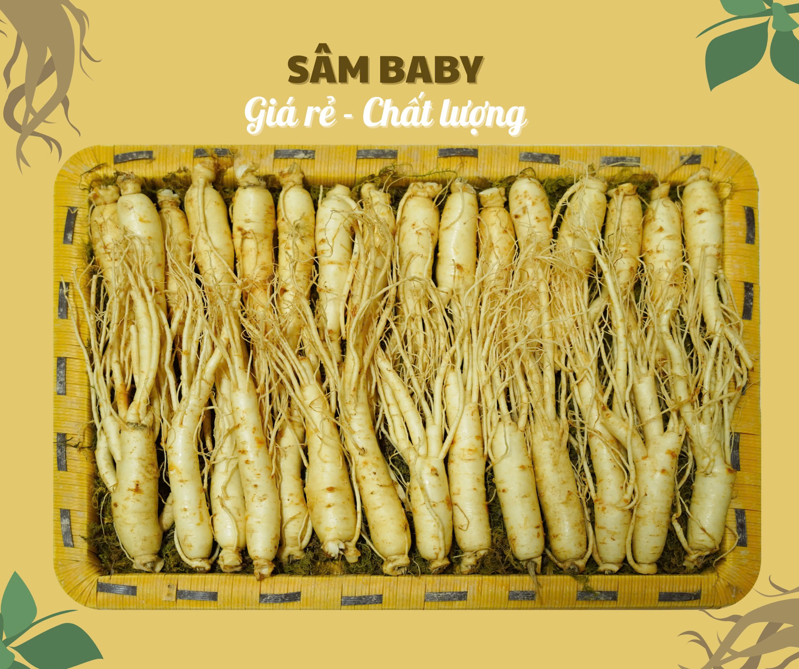 Nhân sâm baby tươi Hàn Quốc, giá thành hấp dẫn