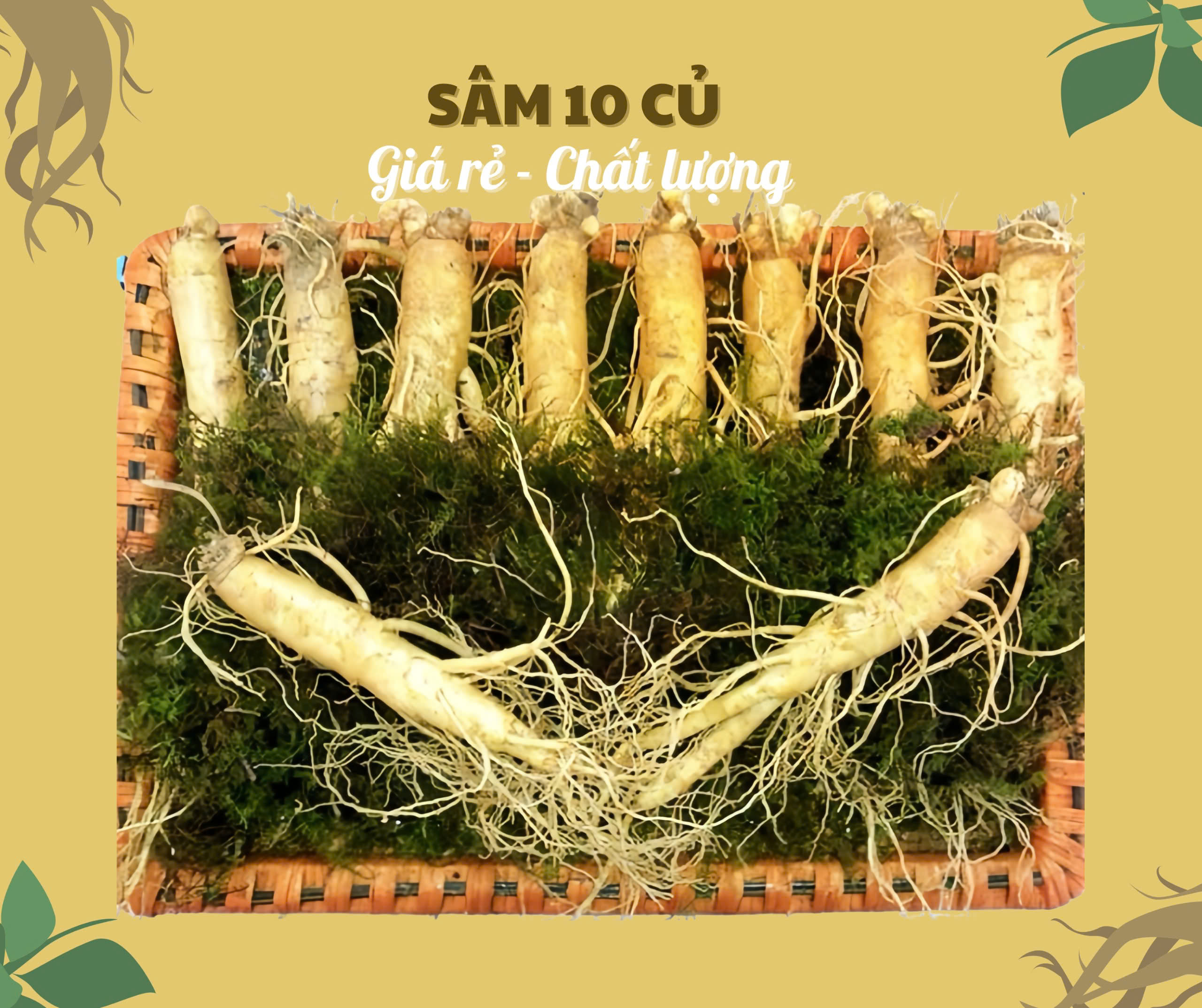 Lợi ích của việc uống trà sâm tươi mỗi buổi sáng giúp cơ thể tỉnh táo, khỏe mạnh