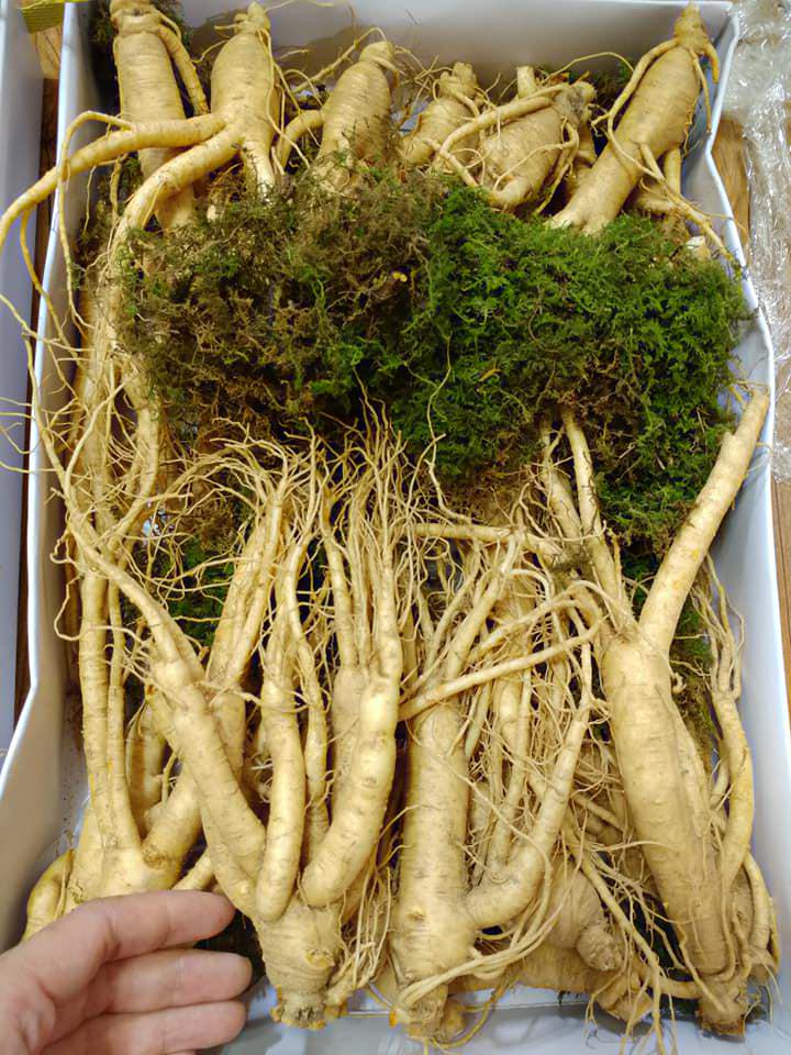 Nhân sâm củ tươi Hàn Quốc loại 12 củ/kg chính hãng giá rẻ nhất