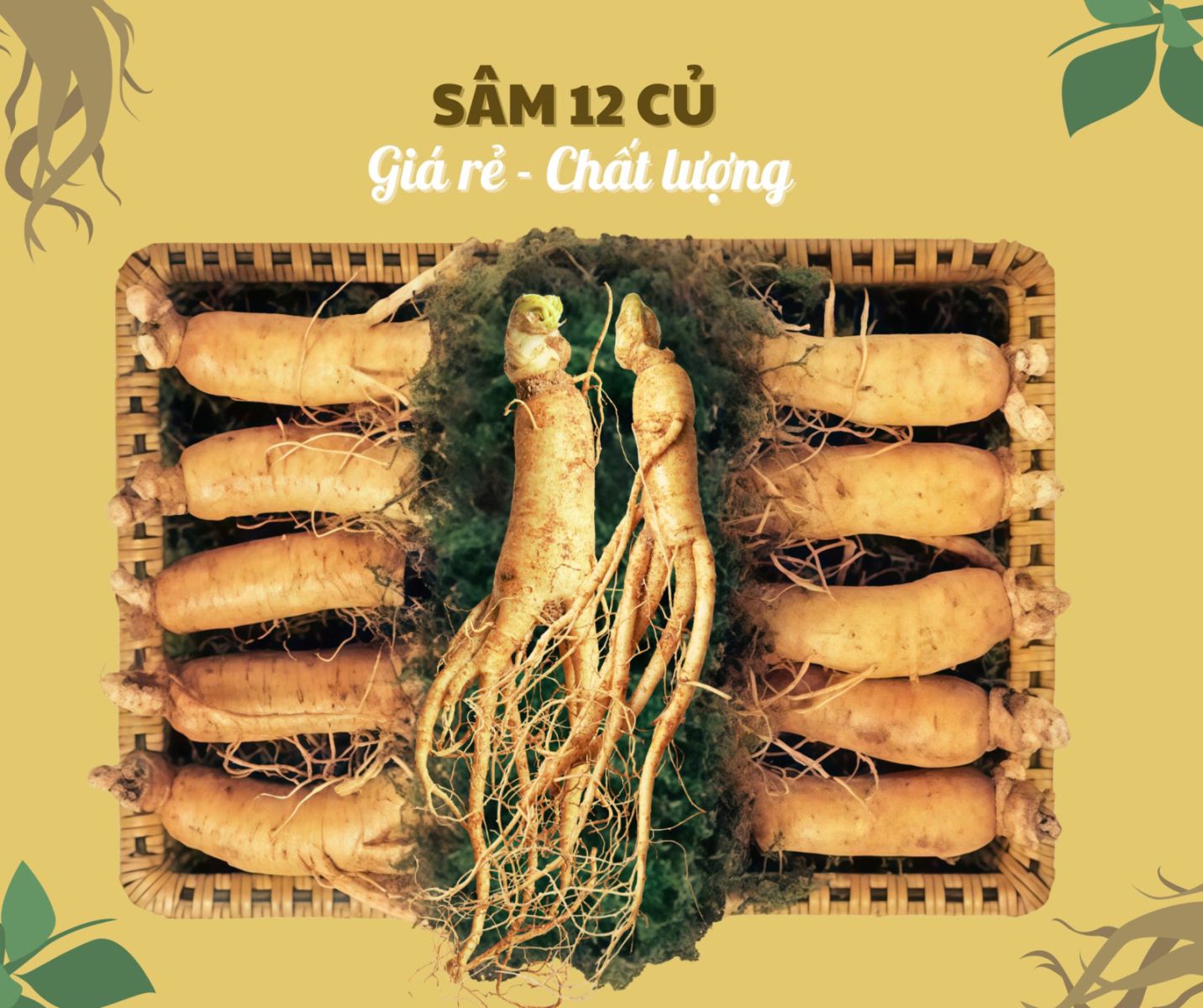 Bảng giá nhân sâm củ tươi Hàn Quốc loại 12 củ tại TP.HCM