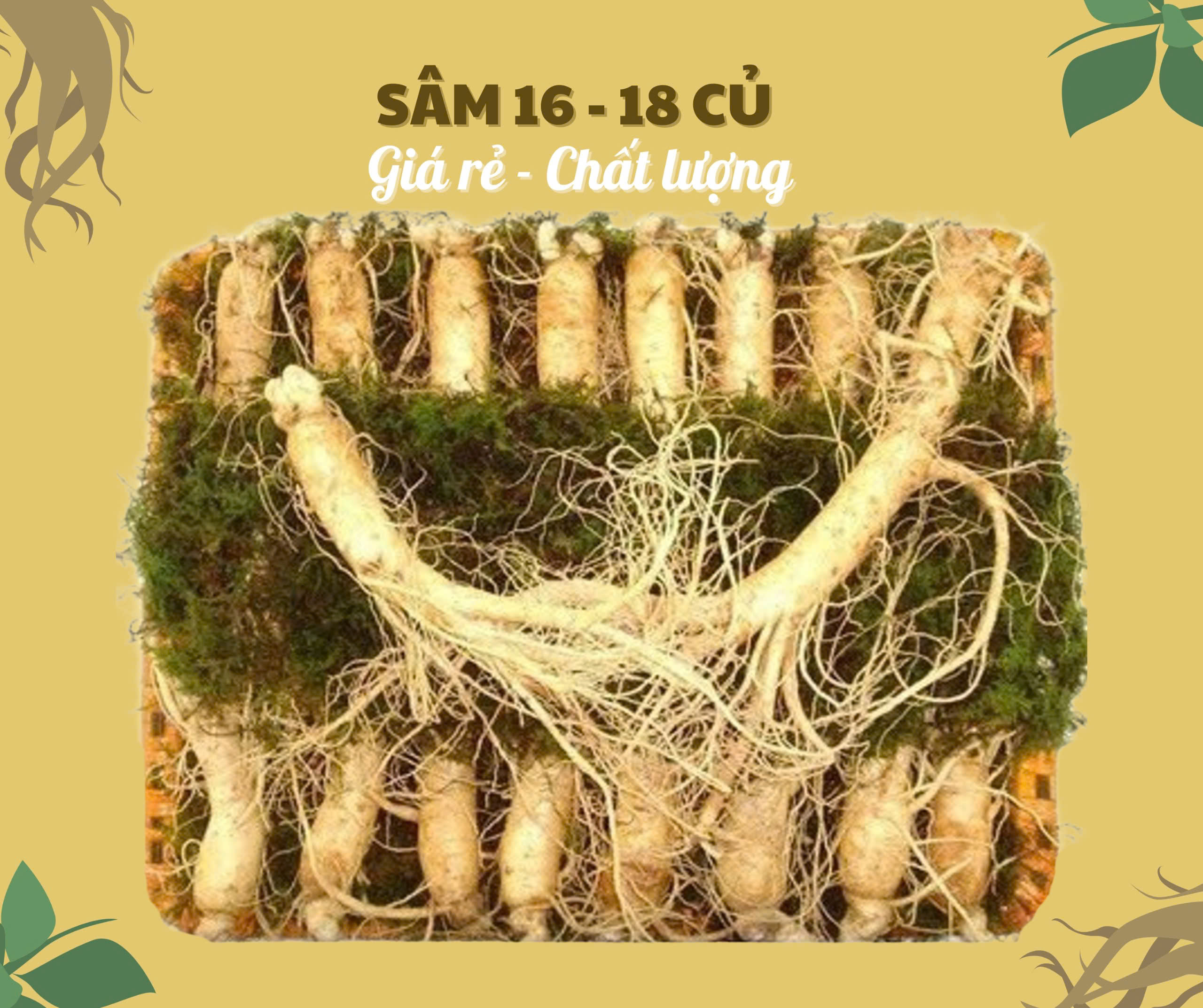 Nhân sâm củ tươi Hàn Quốc loại 16-18 củ/kg, giá thành thấp