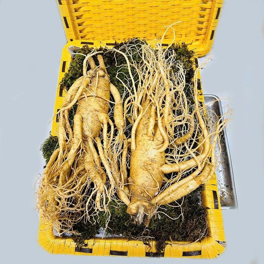 Hộp nhân sâm tươi Hàn Quốc loại 2 củ/kg dùng làm quà biếu cao cấp