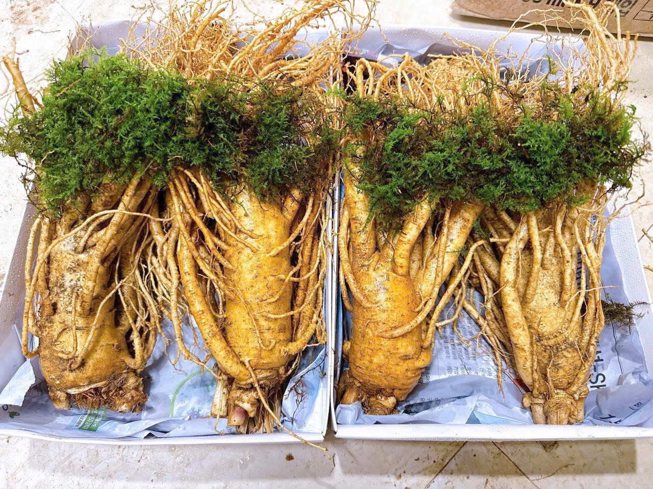 Vỉ nhân sâm củ tươi Hàn Quốc 2 củ/kg tươi mới, có tem kiểm định