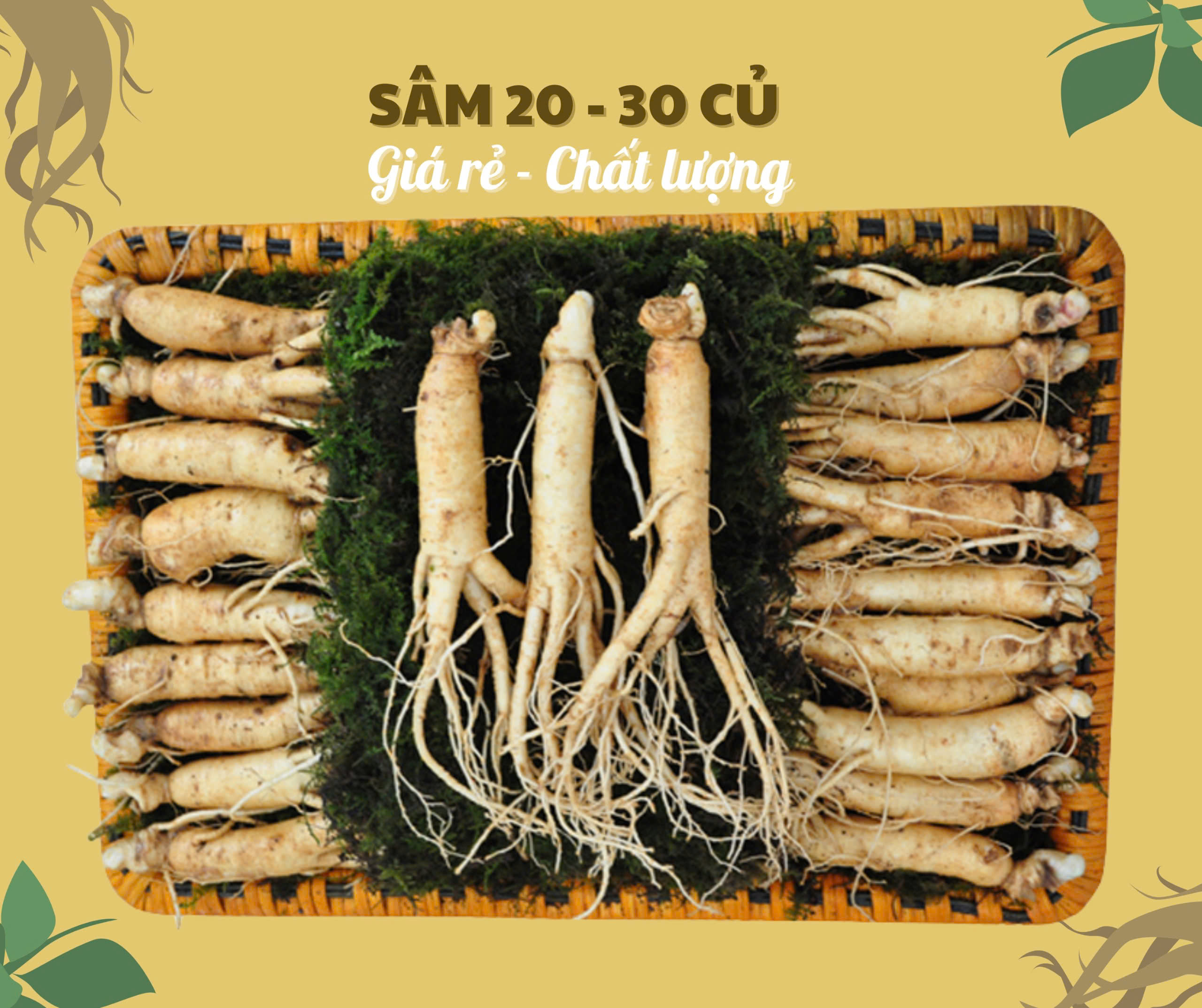 Nhân sâm củ tươi Hàn Quốc loại 20-30 củ/kg, giá rẻ nhất