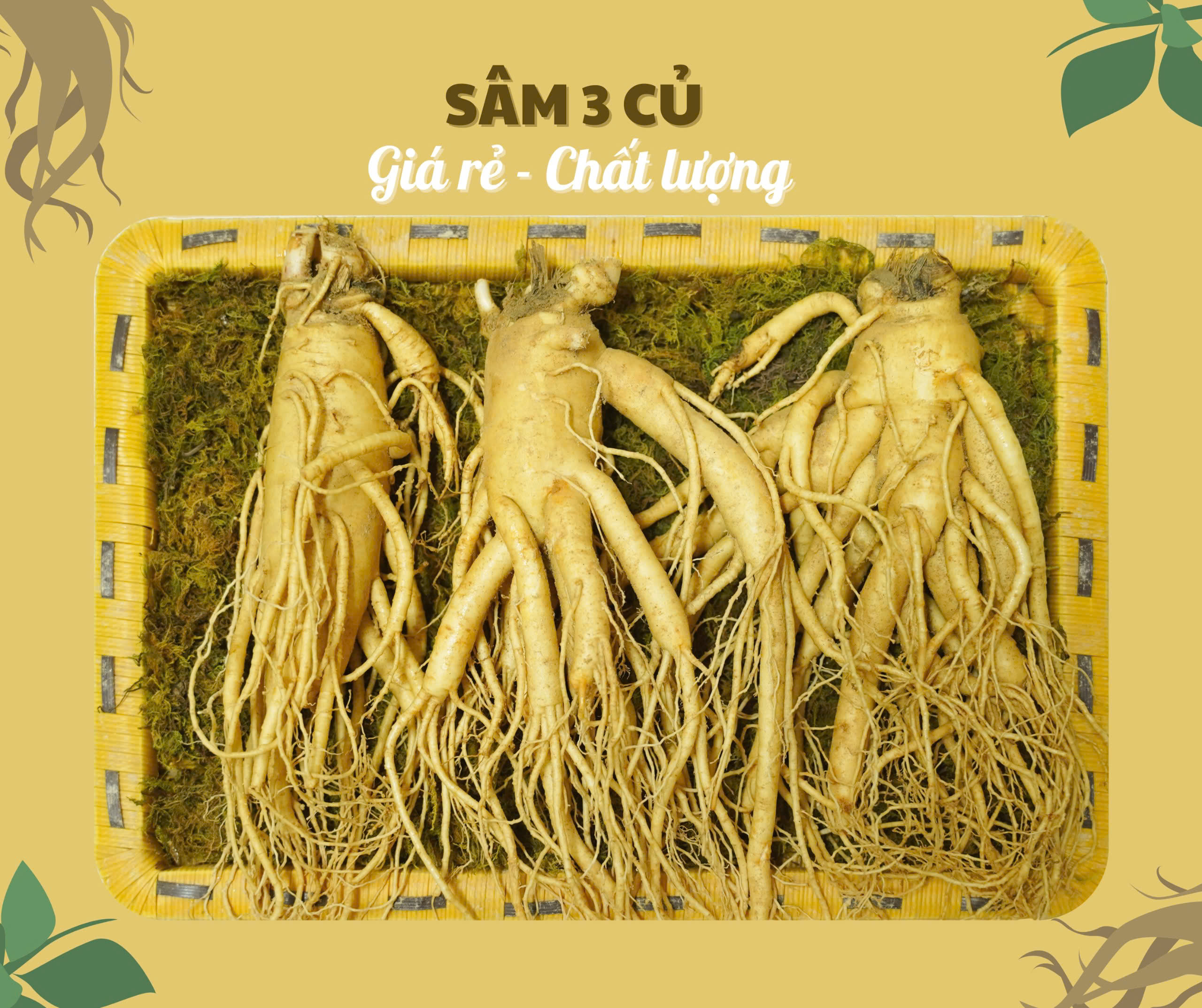 Sâm 6 năm tuổi (trái) thường có hình dáng cân đối và rễ phụ phát triển hơn sâm 4-5 năm tuổi