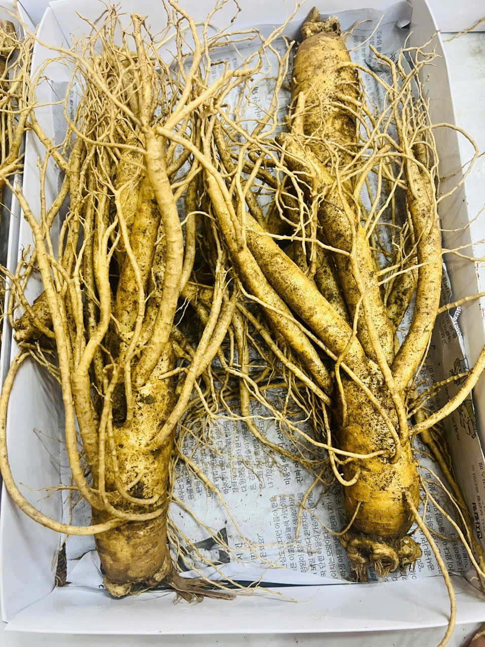 Cận cảnh củ nhân sâm 6 năm tuổi Hàn Quốc loại 4 củ