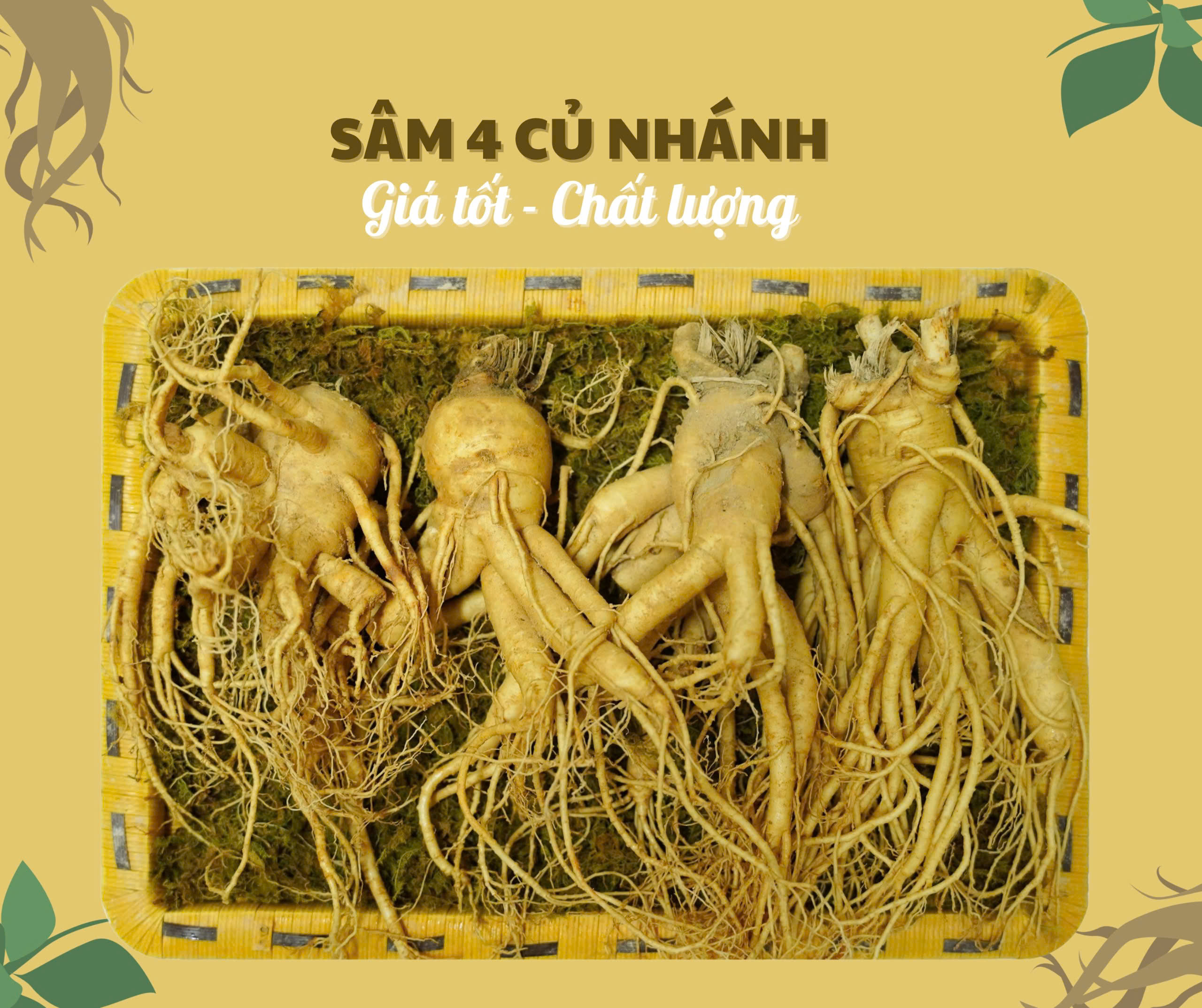 Nhân sâm củ tươi Hàn Quốc 4 củ/kg, nhánh đẹp, cực phẩm