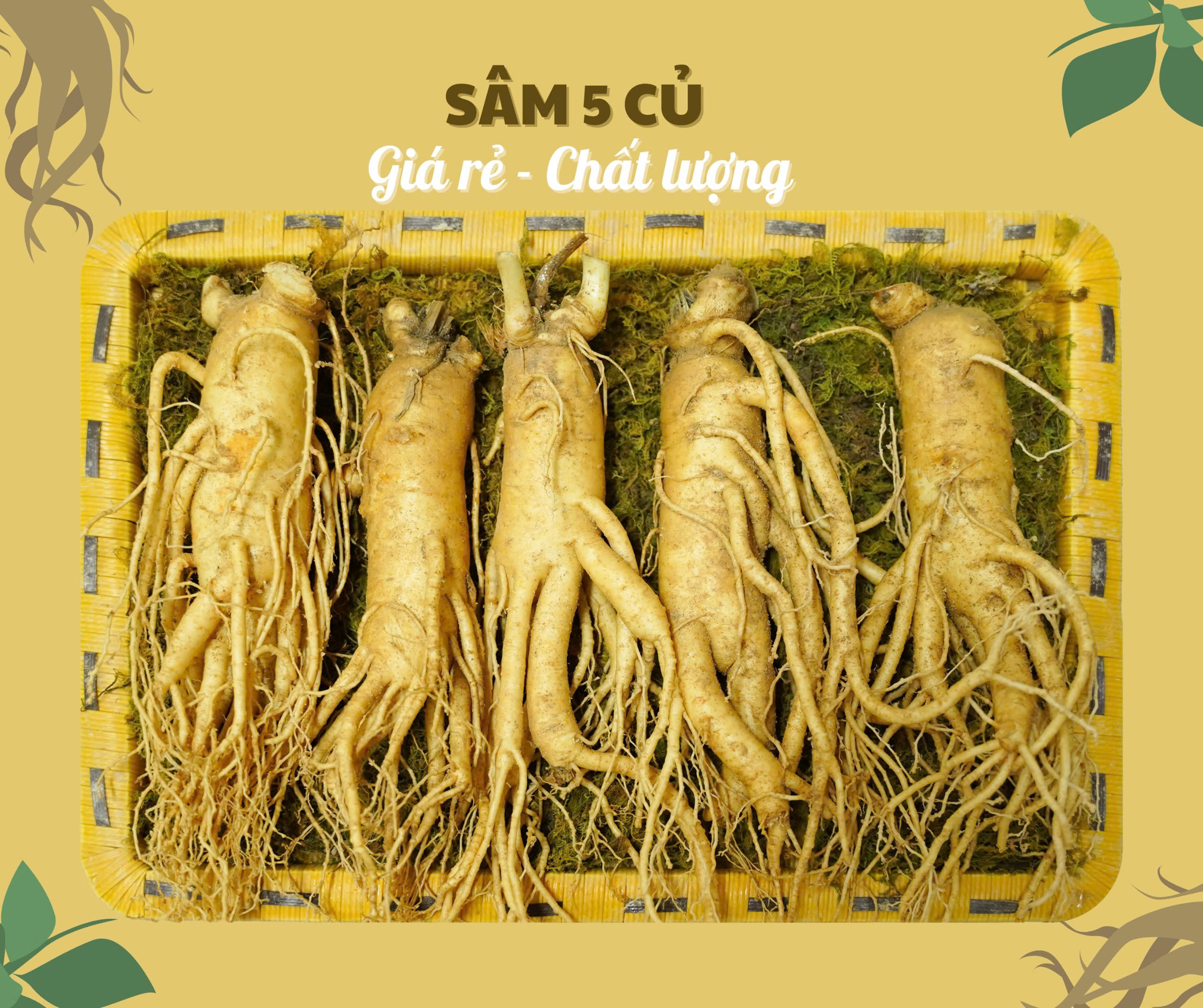 Nhân sâm củ tươi Hàn Quốc loại 5 củ/kg, giá trị kinh tế cao