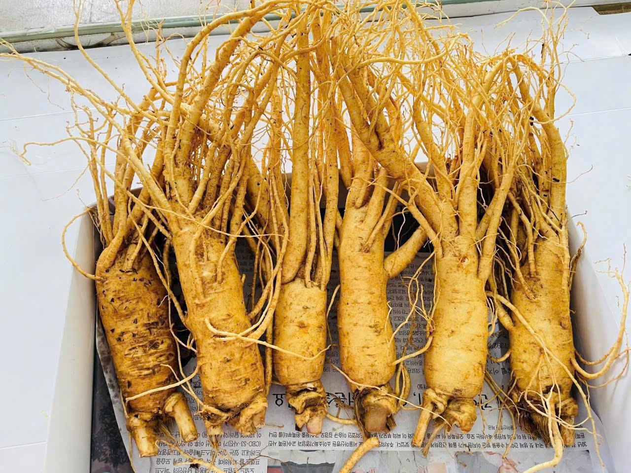 Cận cảnh củ nhân sâm 6 năm tuổi Hàn Quốc loại 6 củ4sam-tuoi-6-cu-nau-chao-bo-duong.webpNhân sâm tươi 6 củ/kg dùng để nấu cháo bồi bổ sức khỏe5nhan-sam-tuoi-6-cu-nhap-khau-moi.jpgVỉ nhân sâm tươi Hàn Quốc 6 củ/kg, hàng nhập khẩu tươi mới