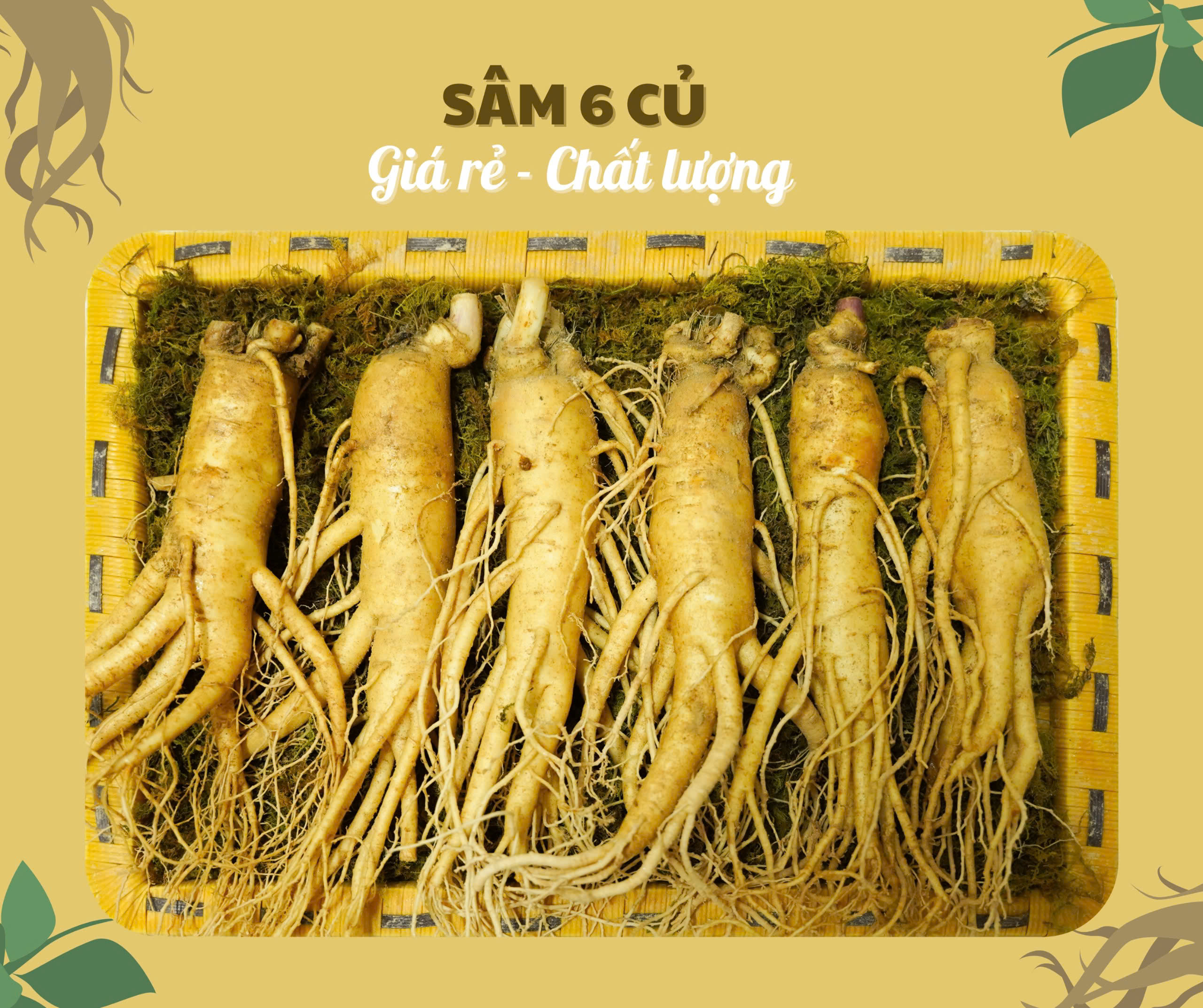 Nhân sâm củ tươi Hàn Quốc loại 6 củ/kg, phân khúc giá tốt nhất