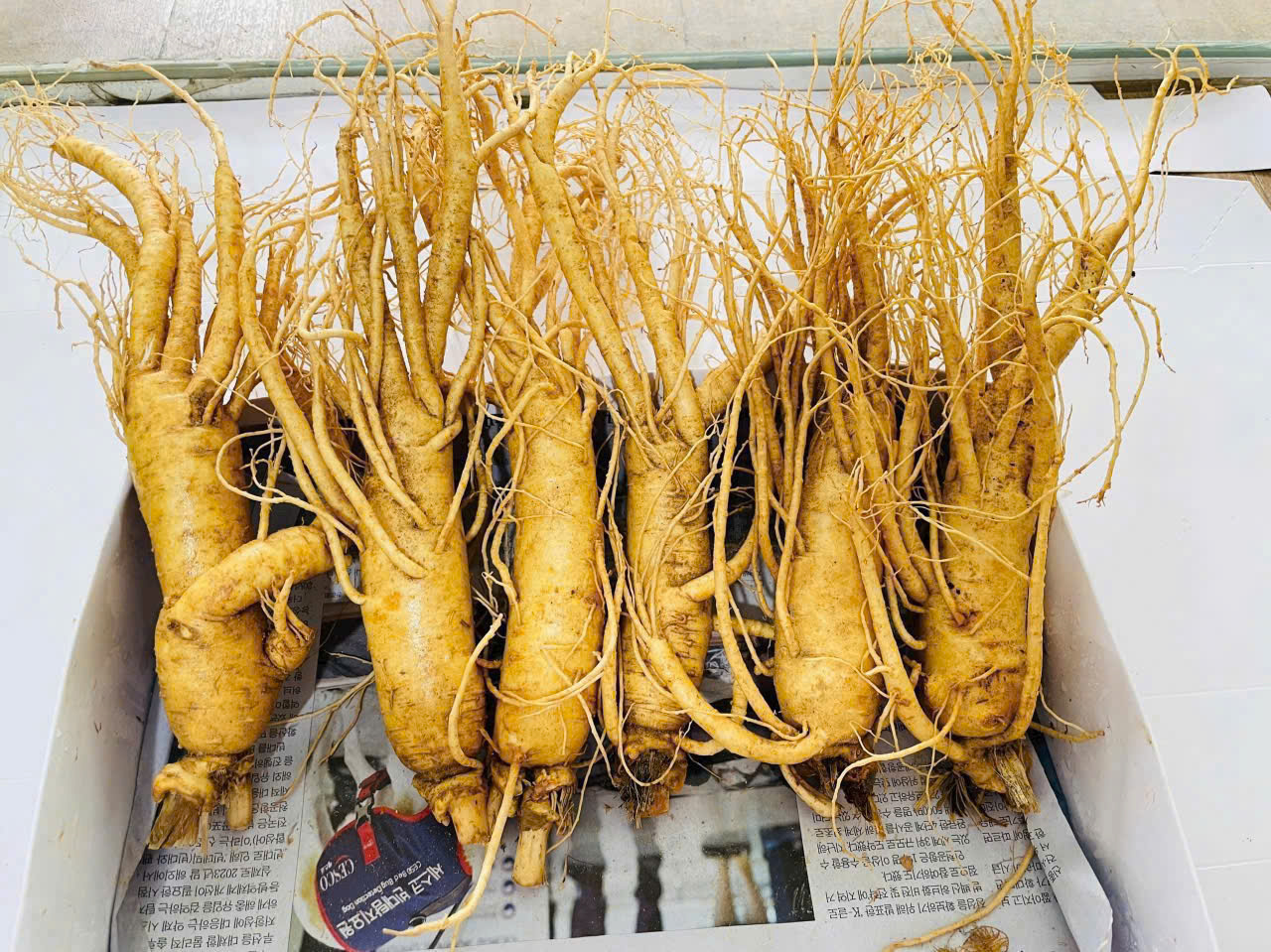 Nhân sâm tươi 6 củ/kg dùng để nấu cháo bồi bổ sức khỏe