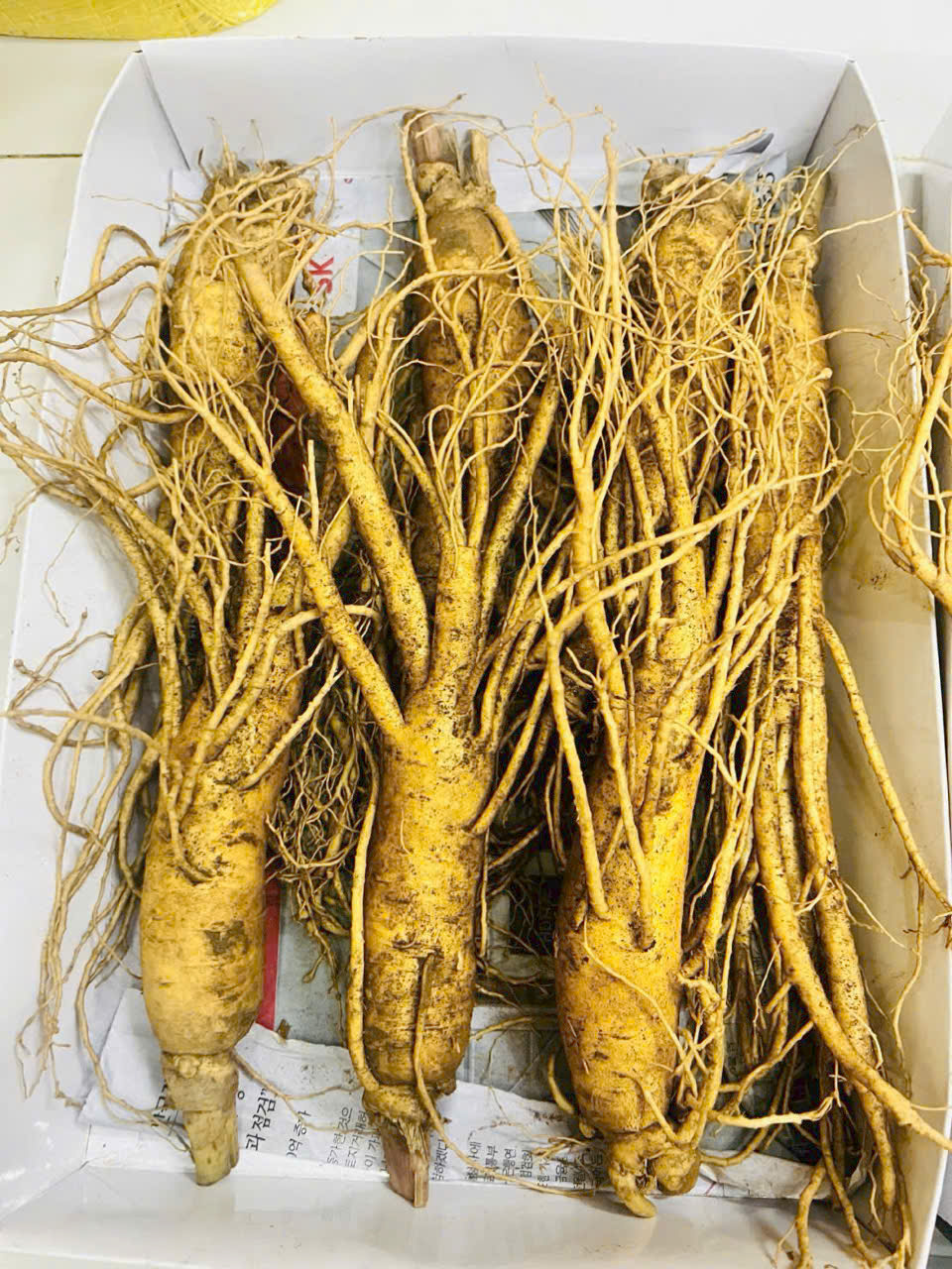Cận cảnh củ nhân sâm 6 năm tuổi Hàn Quốc loại 7 củ