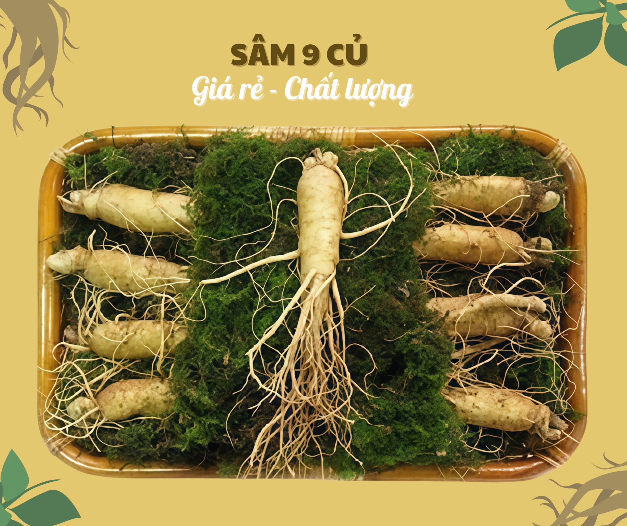 Nhân sâm củ tươi Hàn Quốc loại 9 củ/kg, tối ưu chi phí