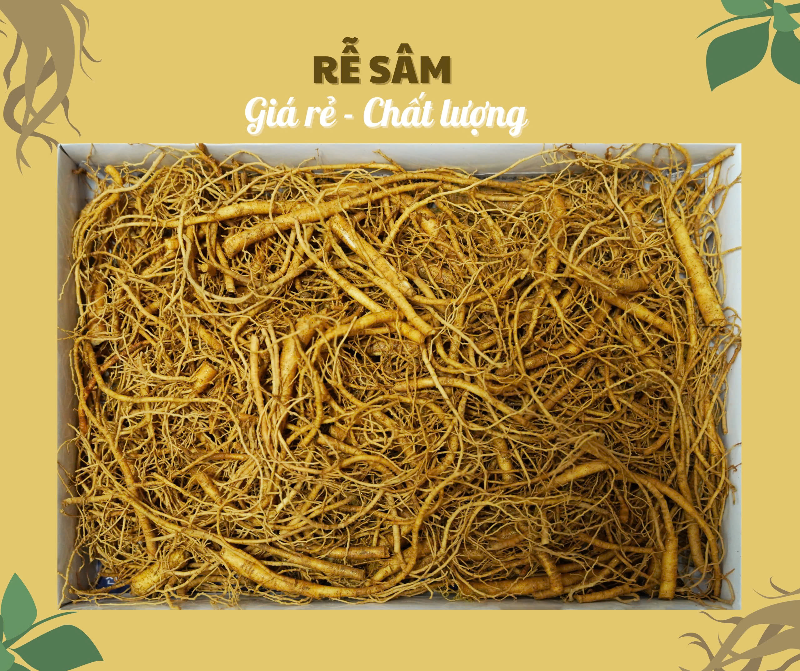 Rễ nhân sâm tươi Hàn Quốc, giá thành siêu tiết kiệm