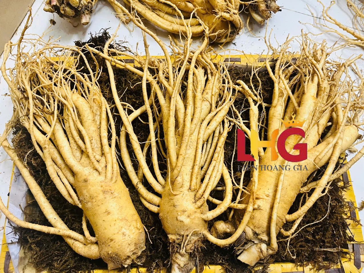 Nhân sâm tươi loại 2 củ 3 củ 4 củ chuyên dùng ngâm rượu thượng hạng