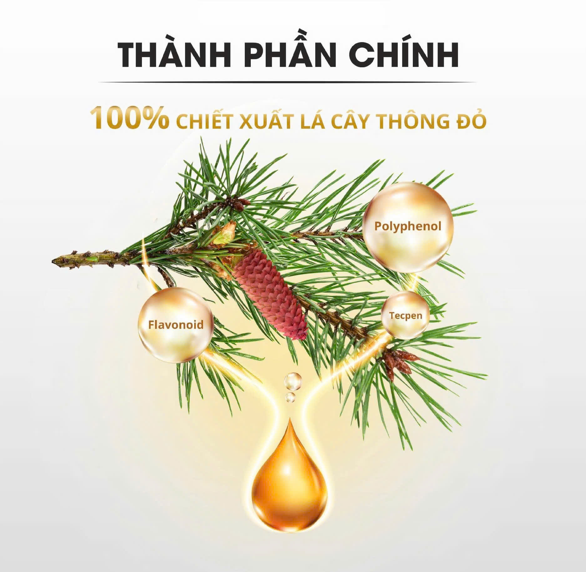 Tỷ lệ chiết xuất cô đặc 2,7kg lá thông đỏ cho một viên nang Vita Red Gold