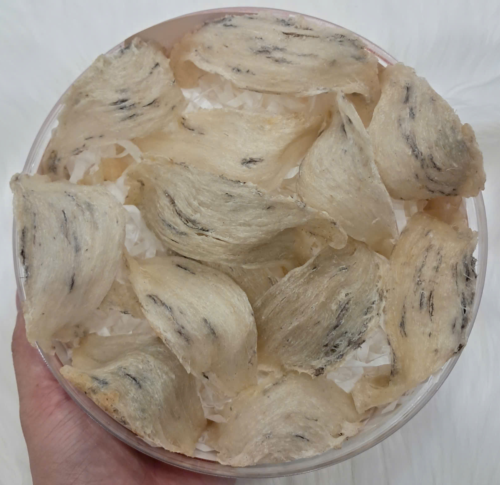 Đặc điểm tổ yến thô hình cánh cung sợi to dày chắc khỏe